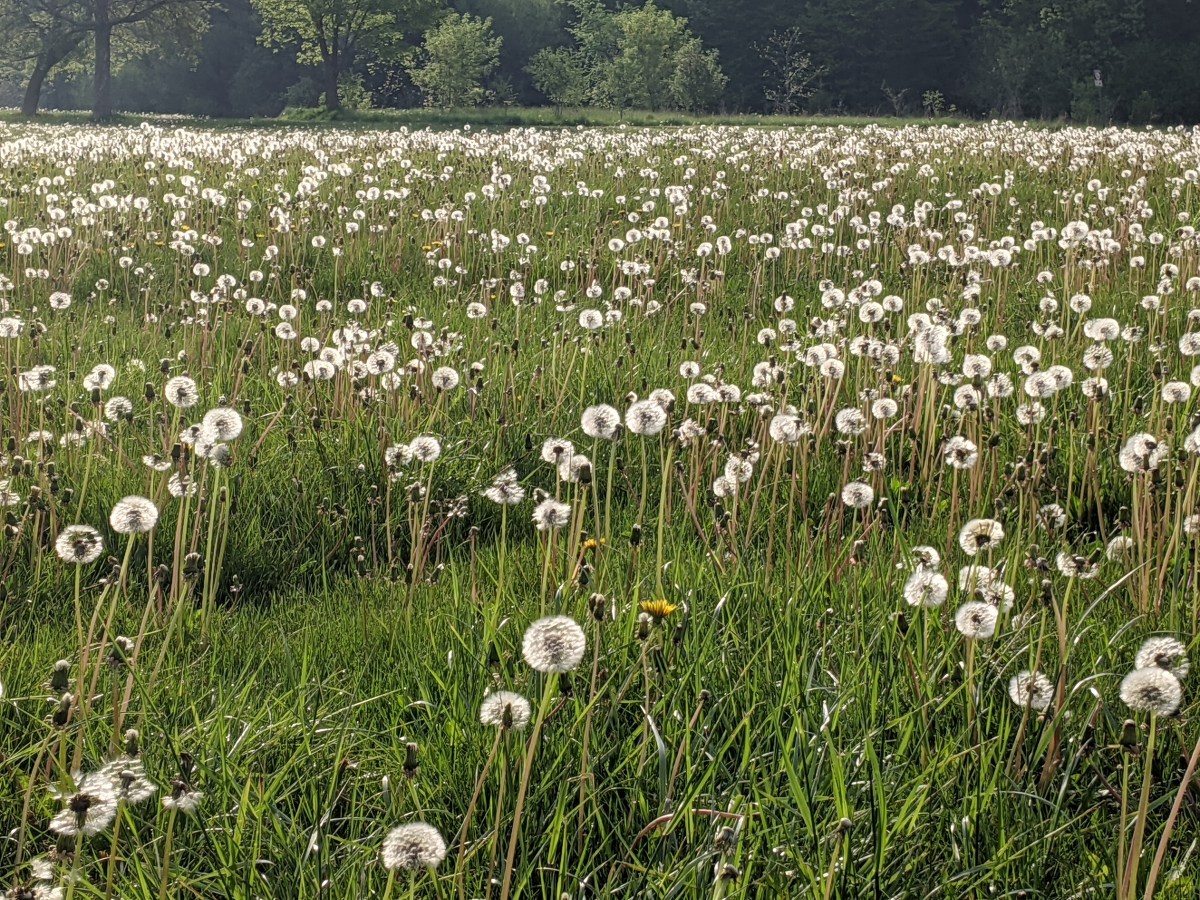 Prince Harry &&nbsp;Therapy